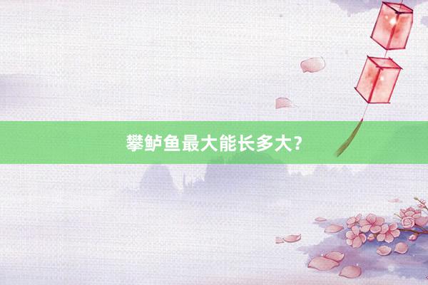 攀鲈鱼最大能长多大？